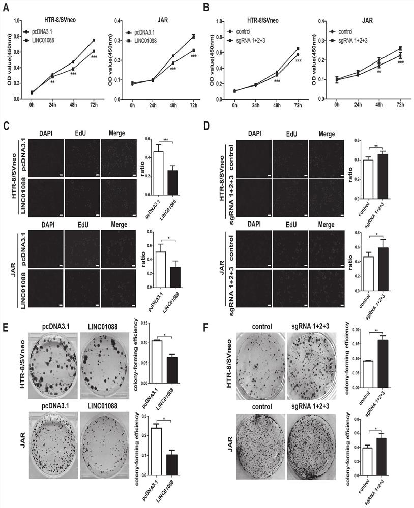 Application of lncRNA in diagnosis and treatment of recurrent spontaneous abortion