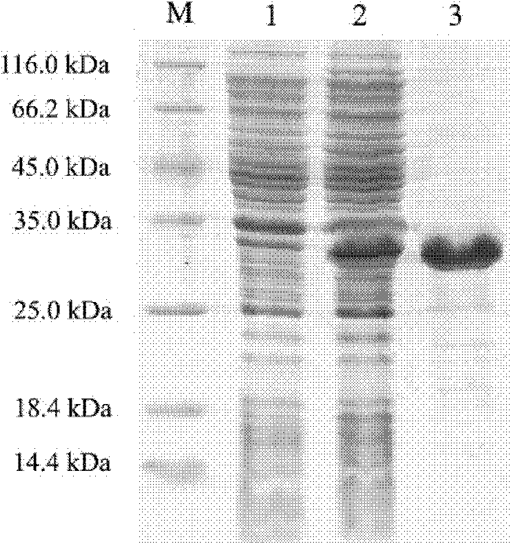 PtCrustin-1 gene of Portunus trituberculatus, encoding protein of PtCrustin-1 gene and application of PtCrustin-1 gene