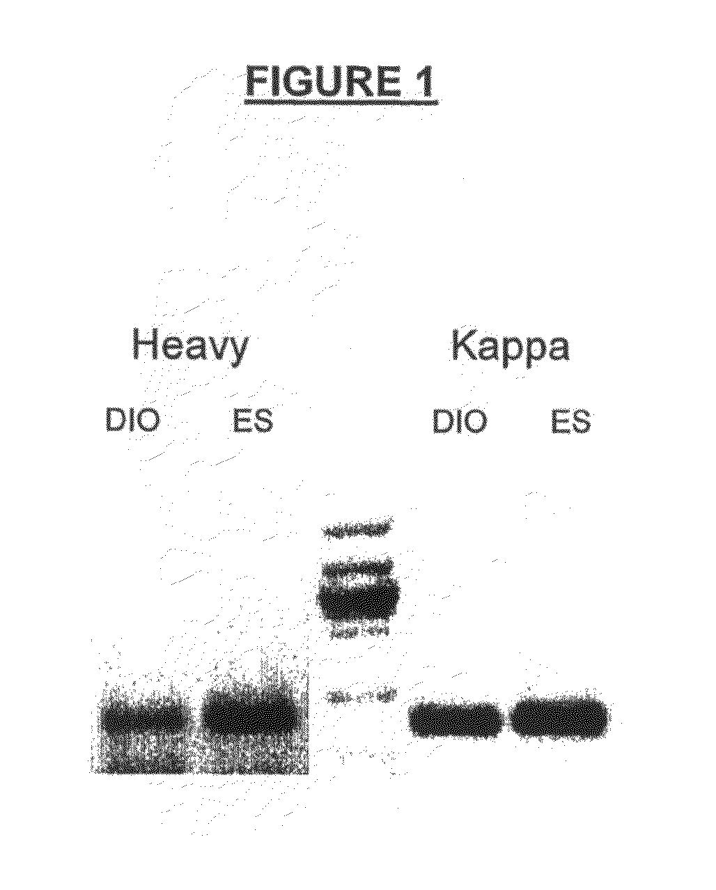 Methods of isolating cells and generating monoclonal antibodies