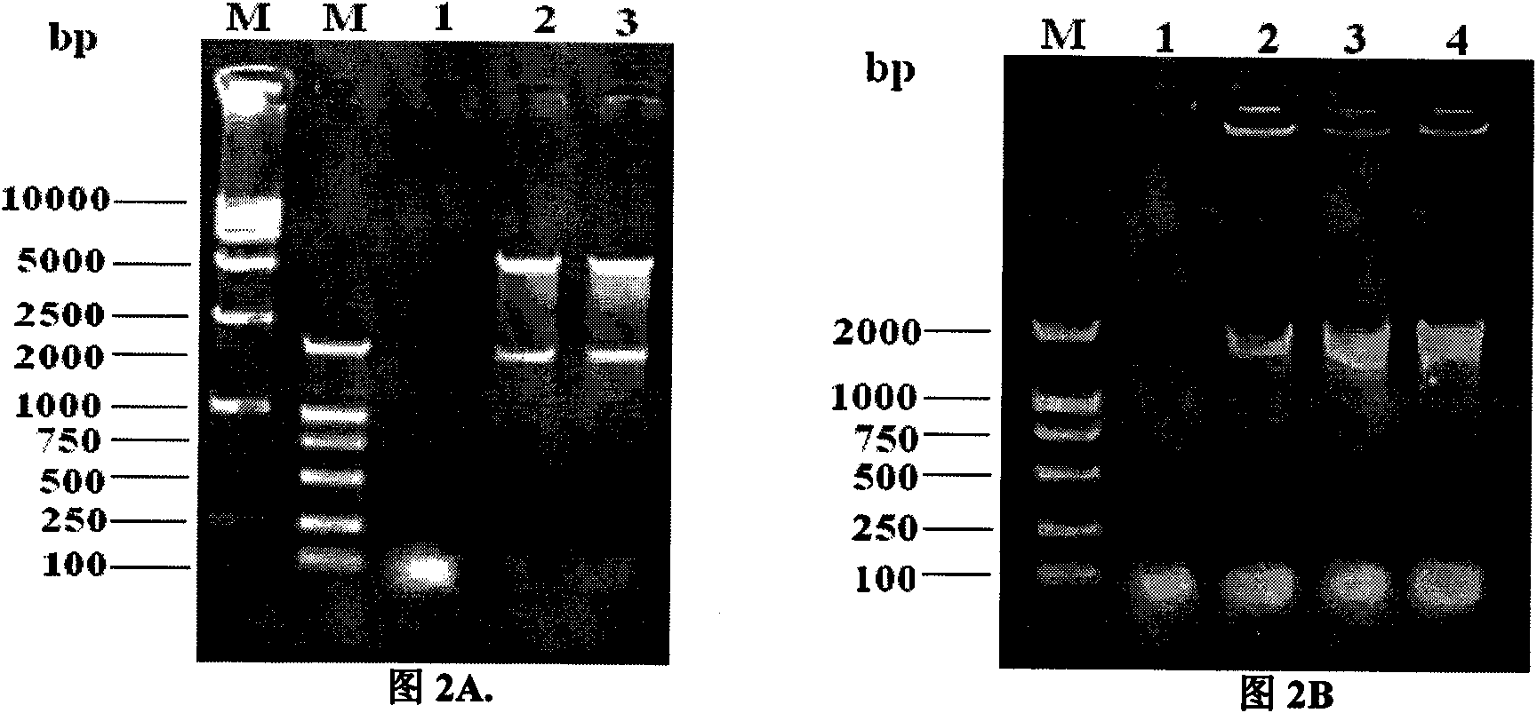 Bordetella bronchiseptica gene deleted vaccine and application