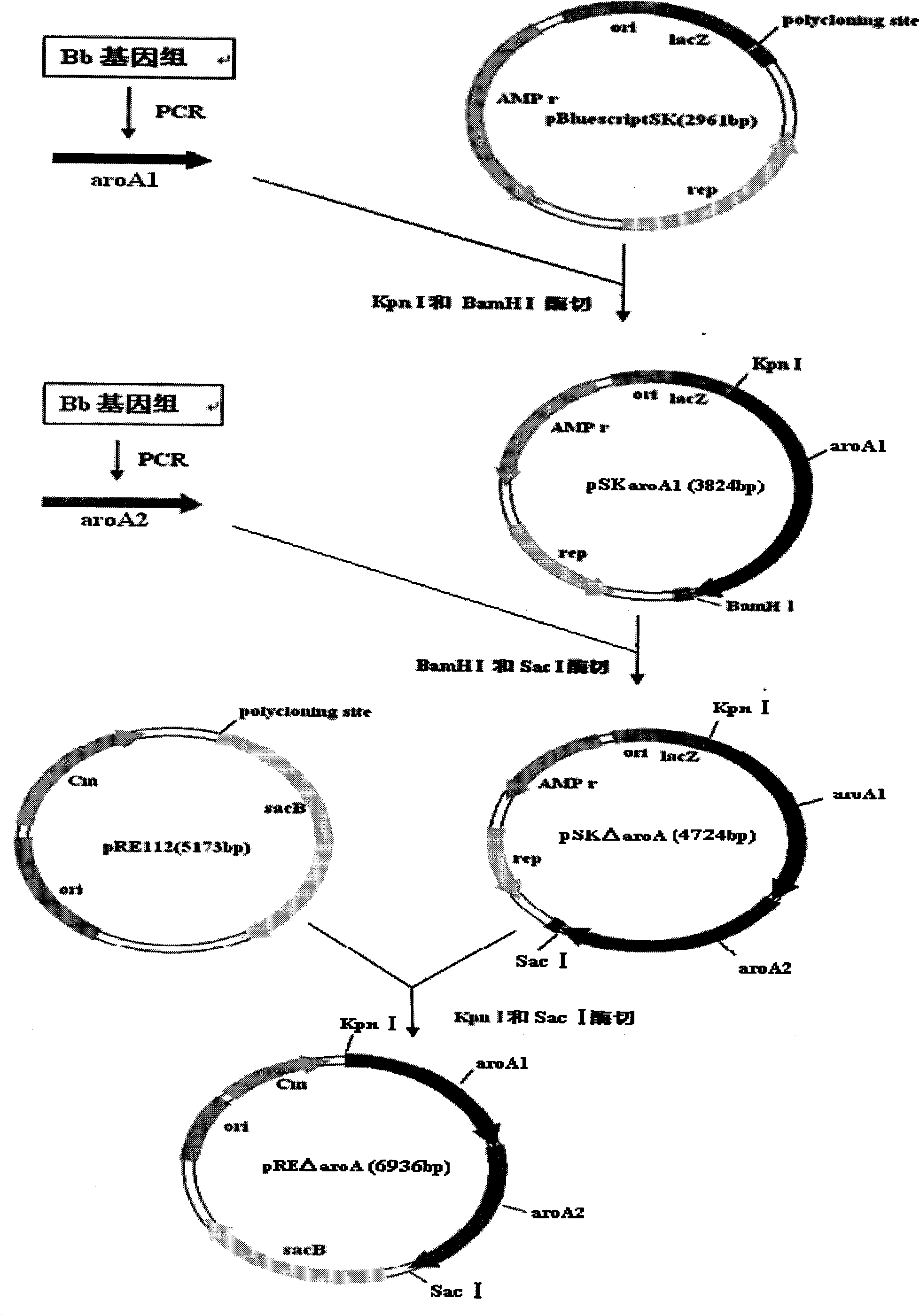 Bordetella bronchiseptica gene deleted vaccine and application