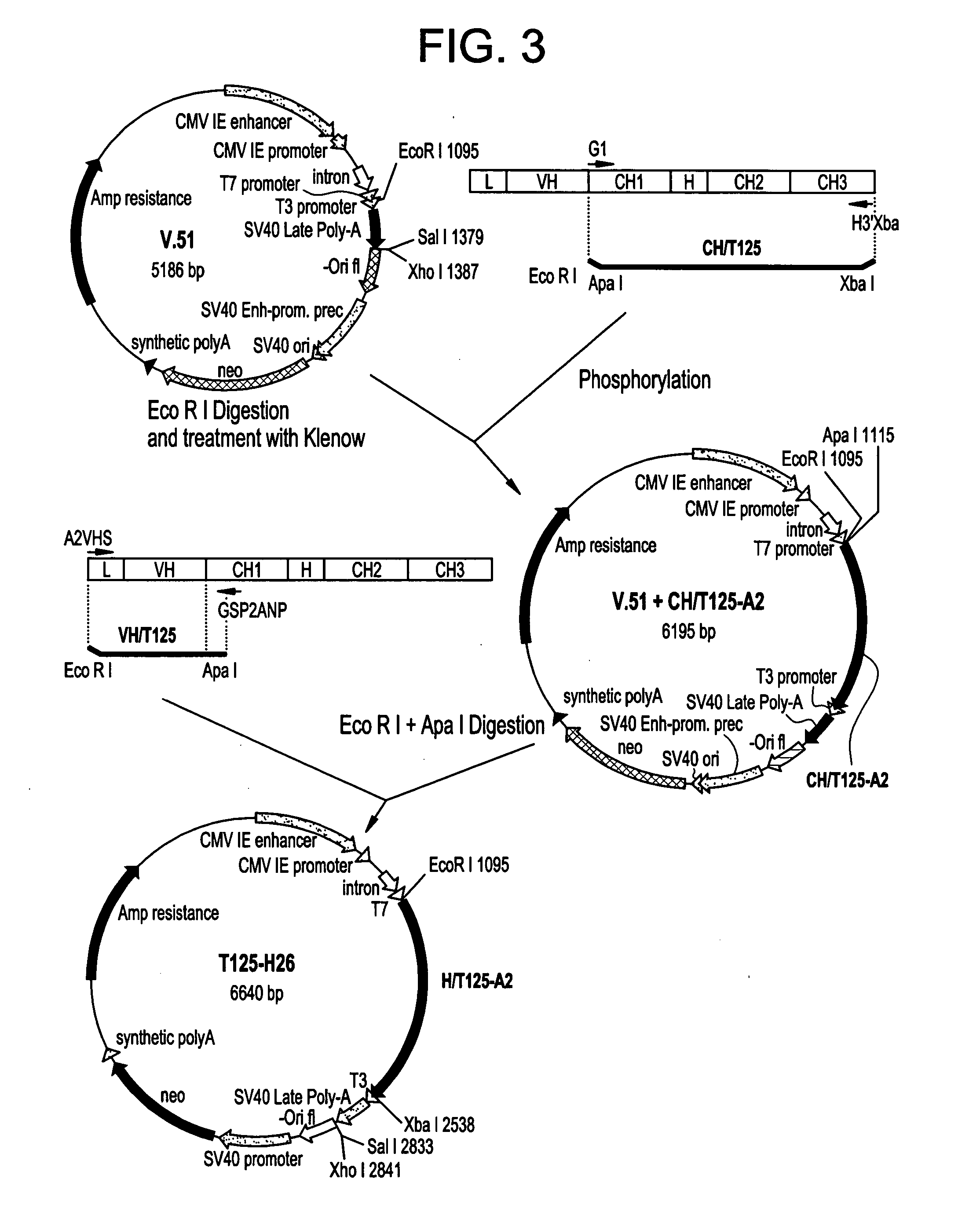 Anti-Rhesus D monoclonal antibodies