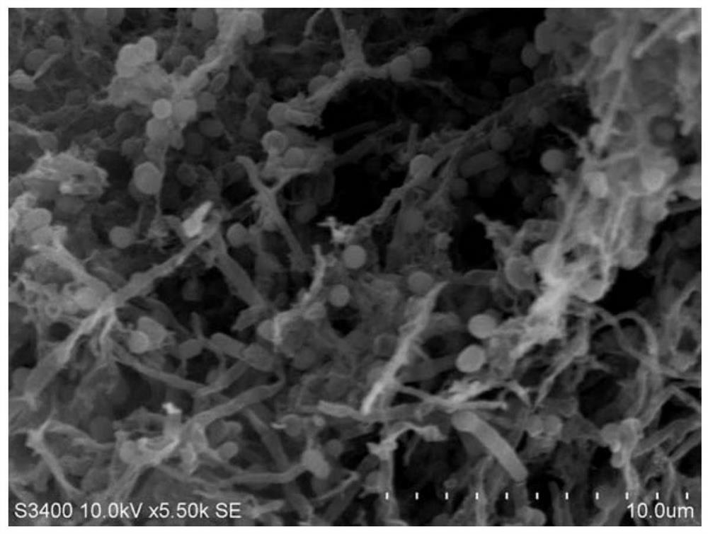 Micromonas haikou with algae-dissolving ability and its application to Karenia mikarii