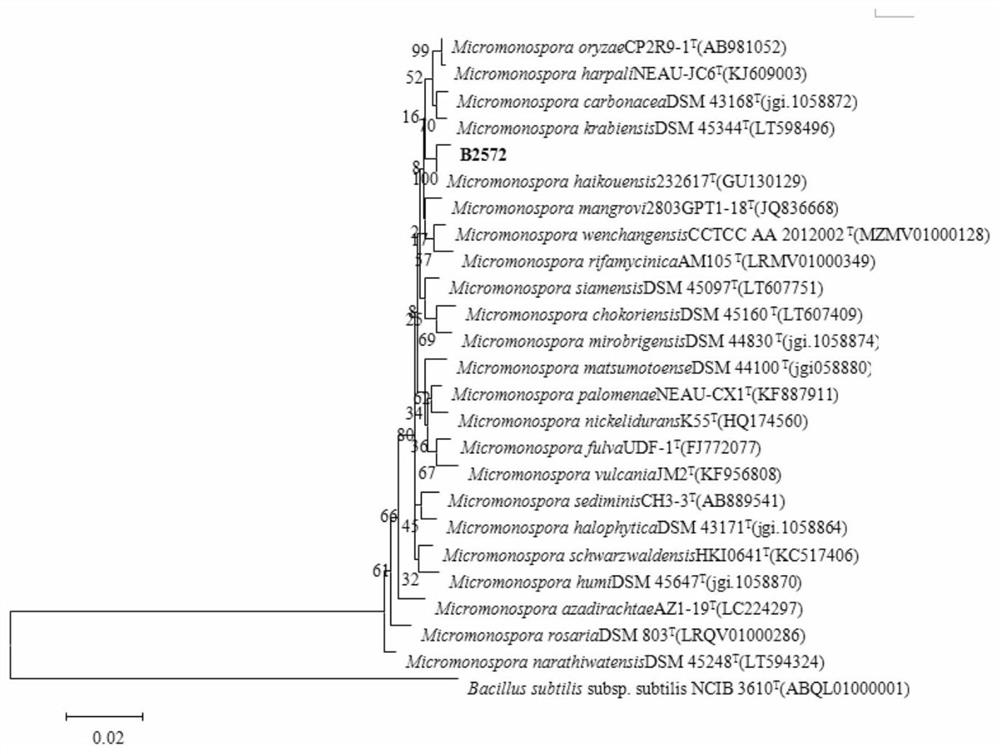 Micromonas haikou with algae-dissolving ability and its application to Karenia mikarii