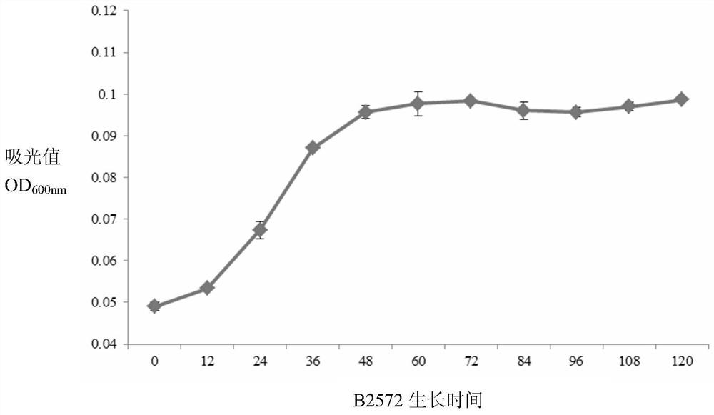 Micromonas haikou with algae-dissolving ability and its application to Karenia mikarii