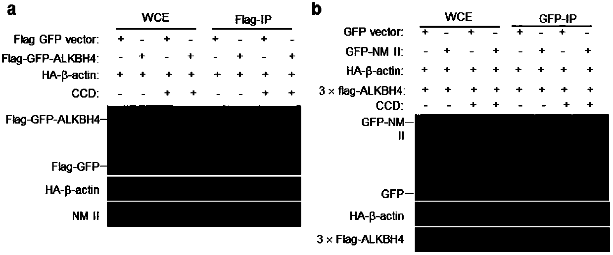 Function of actin 84 lysine monomethylation in cytokinesis and cell proliferation as well as application thereof to drug development