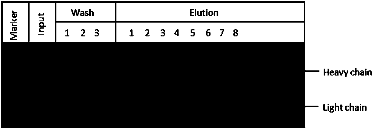 Function of actin 84 lysine monomethylation in cytokinesis and cell proliferation as well as application thereof to drug development