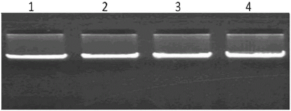 Method for detecting single nucleotide polymorphism of sheep PCNP (PEST-Containing Nuclear Protein) gene by using PCR-RFLP (Polymerase Chain Reaction-Restriction Fragment Length Polymorphism) and application of method