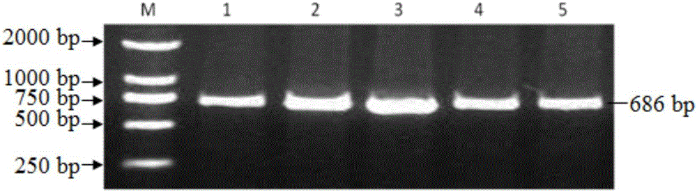 Method for detecting single nucleotide polymorphism of sheep PCNP (PEST-Containing Nuclear Protein) gene by using PCR-RFLP (Polymerase Chain Reaction-Restriction Fragment Length Polymorphism) and application of method