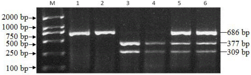 Method for detecting single nucleotide polymorphism of sheep PCNP (PEST-Containing Nuclear Protein) gene by using PCR-RFLP (Polymerase Chain Reaction-Restriction Fragment Length Polymorphism) and application of method