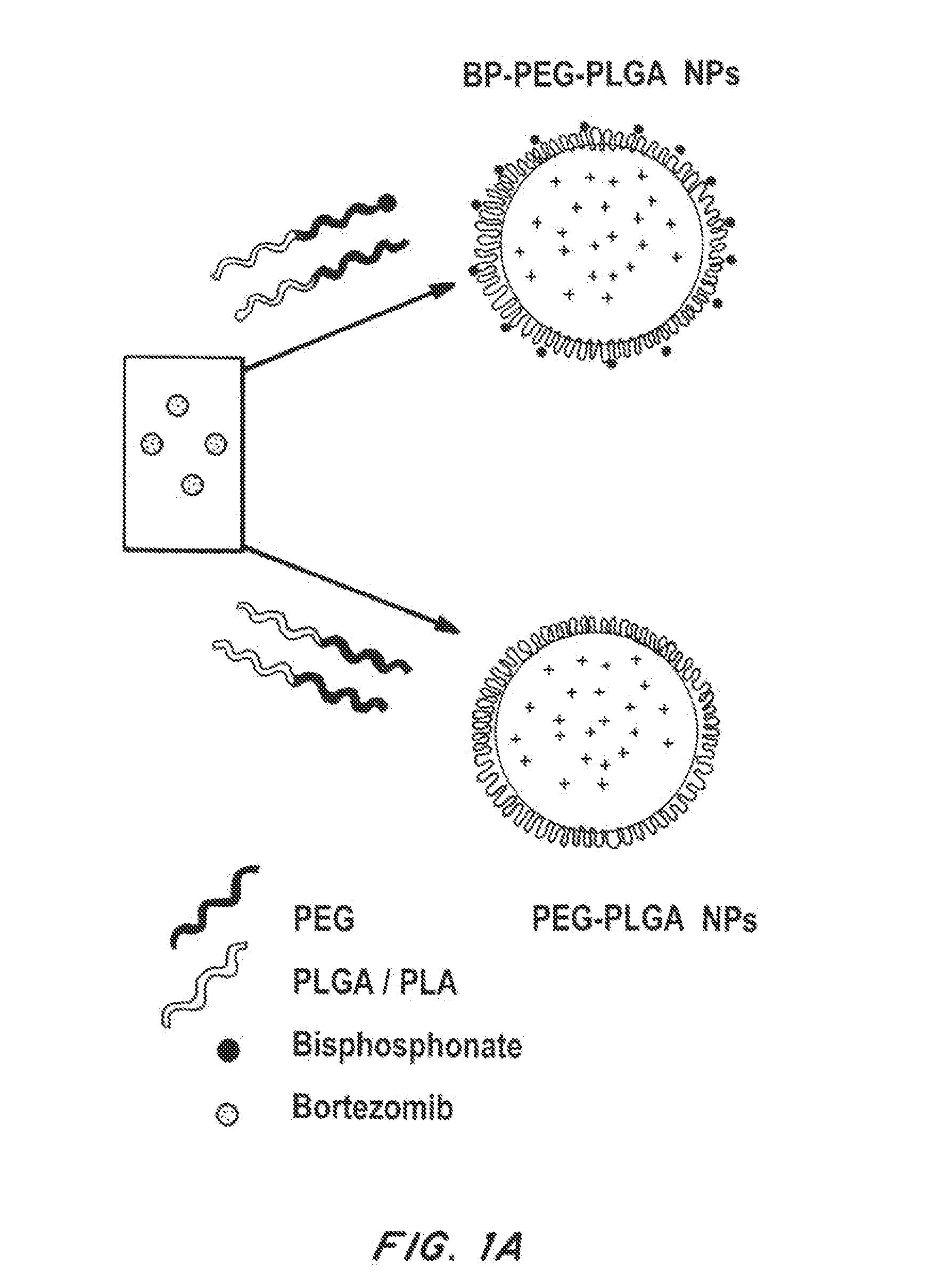 Bone and metal targeted polymeric nanoparticles