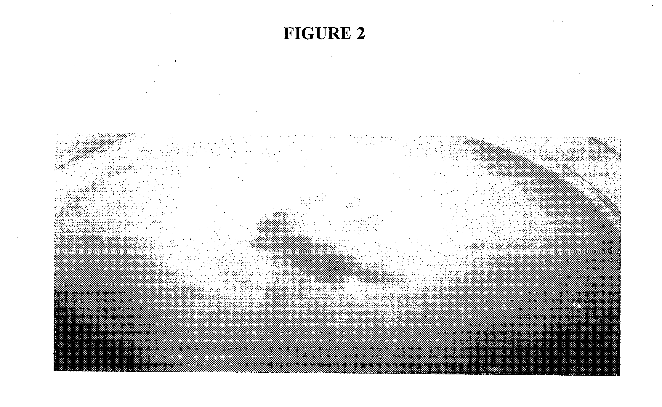 Microbial control of aethina tumida with metarhizum anisopliae