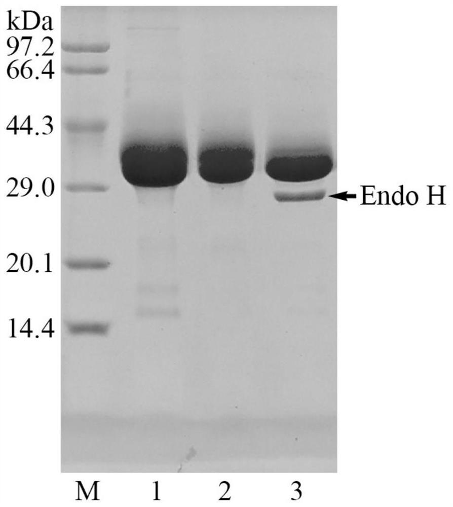 A kind of production method and application of thermophilic fungus mannanase