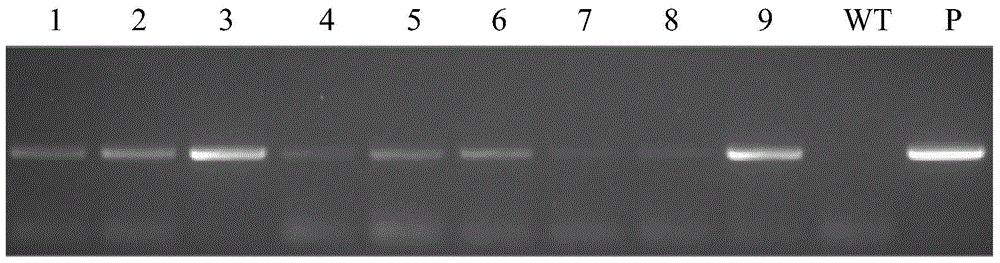 Wheat-derived disease resistance-related protein tacpk7-r and its related biomaterials and applications