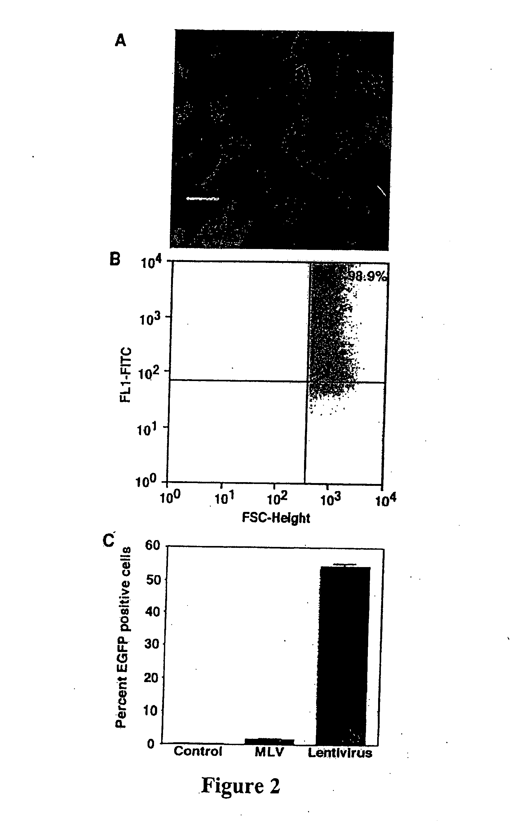 Lentivirus vectors for gene transfer to alveolar epithelial cells