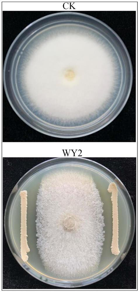 Bacterium for inhibiting pathogenic bacteria of tobacco diseases and application