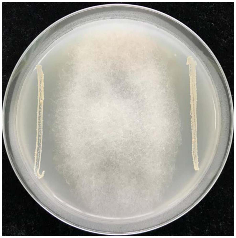 Bacterium for inhibiting pathogenic bacteria of tobacco diseases and application