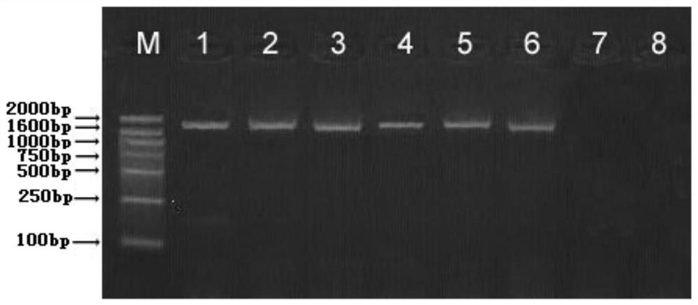 A transgenic Arabidopsis for remediation of PCBS-contaminated soil