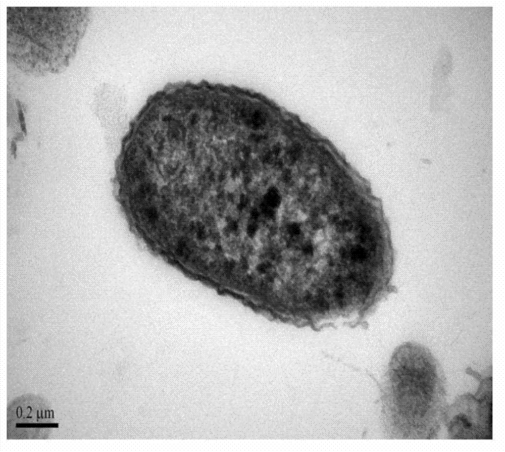 Denitrifying bacterium and application thereof