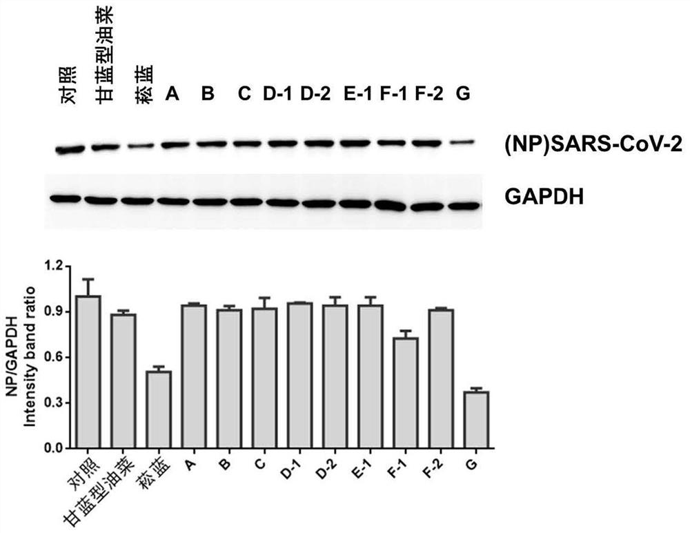 Application of Brassica napus-Isatis g monomer addition line in inhibiting novel coronavirus sars-cov-2