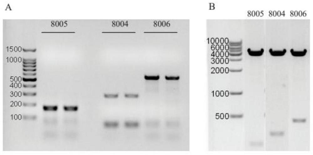 A recombinant sequence specifically expressing human beta globin in erythroid cells and its application