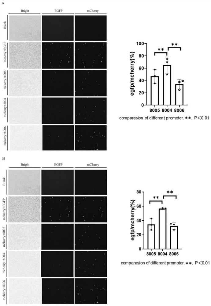 A recombinant sequence specifically expressing human beta globin in erythroid cells and its application