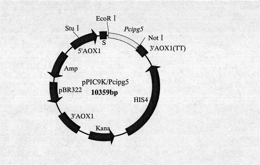 Phytophthora capsici polygalacturonase (PG) Pcipg5 gene, protein preparation method and application thereof