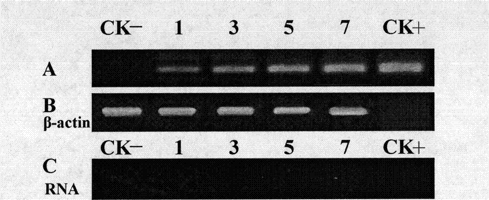 Phytophthora capsici polygalacturonase (PG) Pcipg5 gene, protein preparation method and application thereof