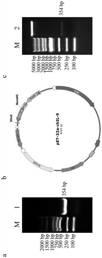 Recombinant chicken interleukin-9 protein and preparation and application of antibody of recombinant chicken interleukin-9 protein