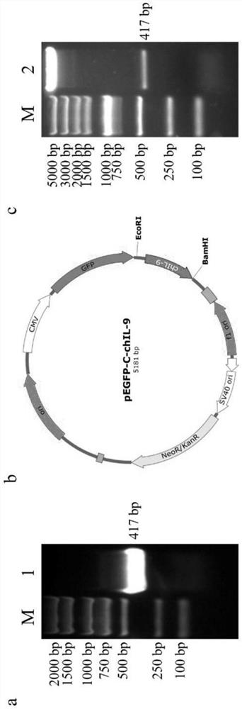 Recombinant chicken interleukin-9 protein and preparation and application of antibody of recombinant chicken interleukin-9 protein