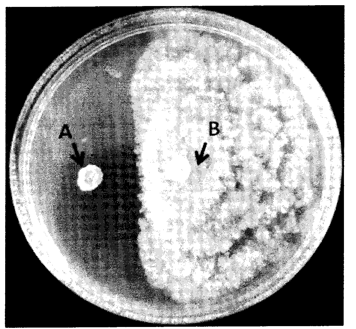 Bacillus atrophaeus for prevention and control of cotton boll blight, and microbial agent thereof