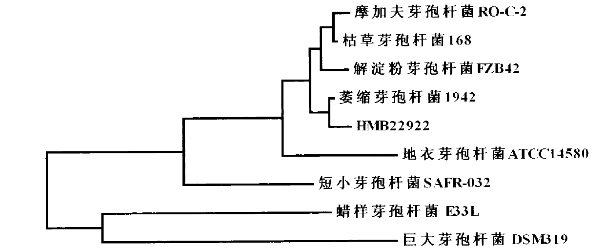 Bacillus atrophaeus for prevention and control of cotton boll blight, and microbial agent thereof