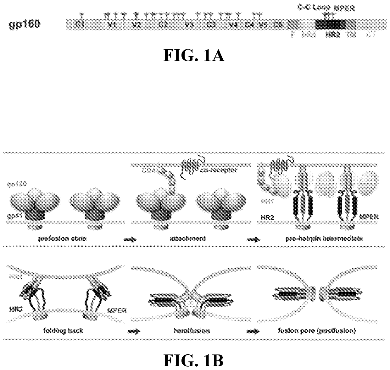 Compositions and methods for targeting a viral infection