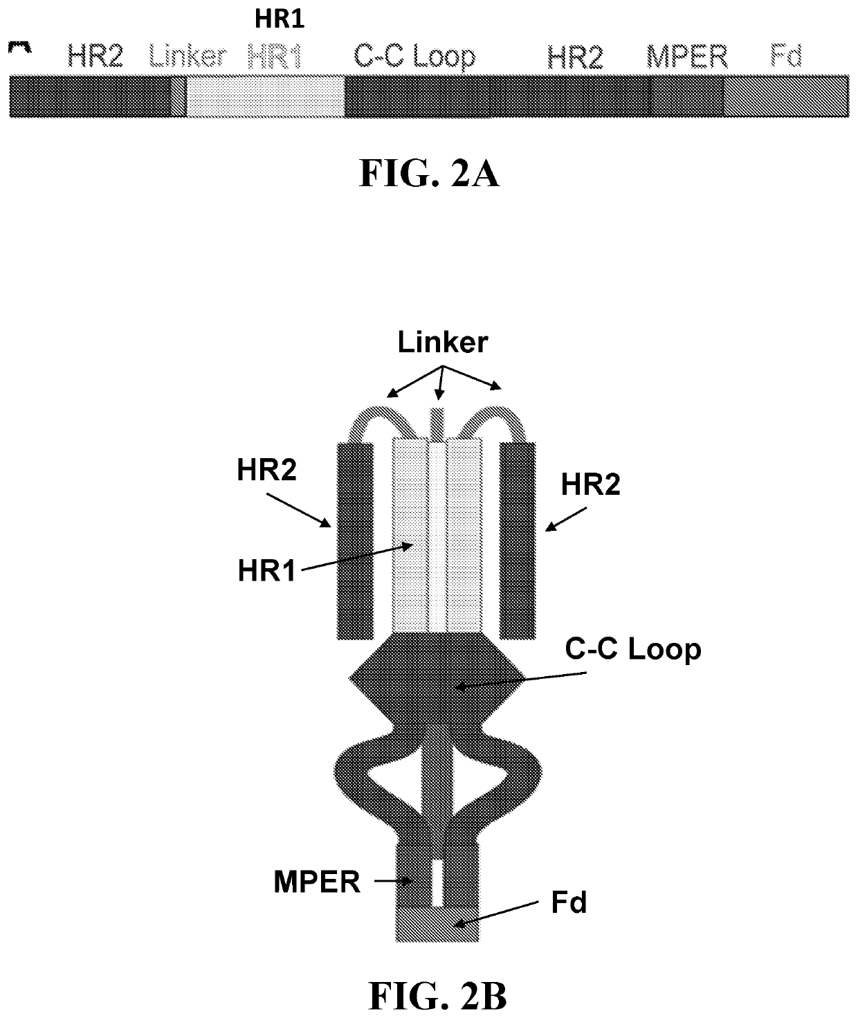 Compositions and methods for targeting a viral infection