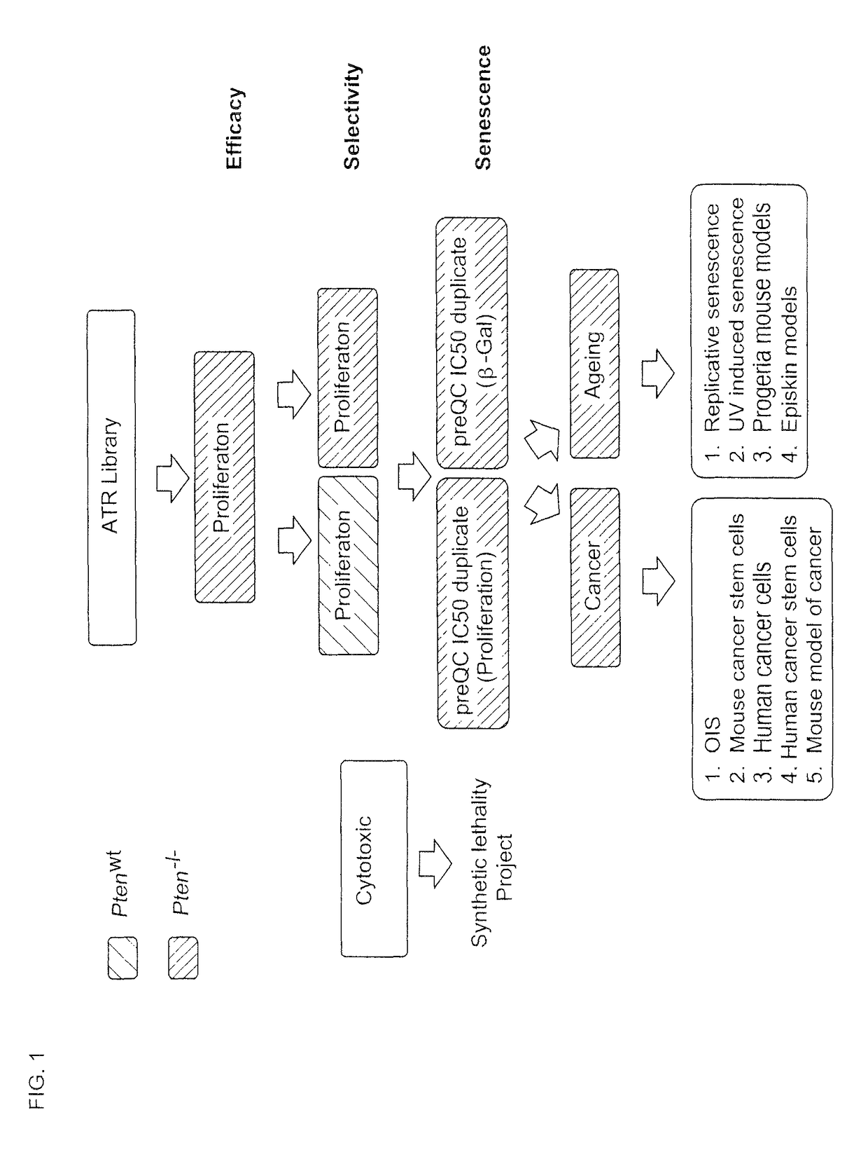 Screening method and substances for contrasting aging