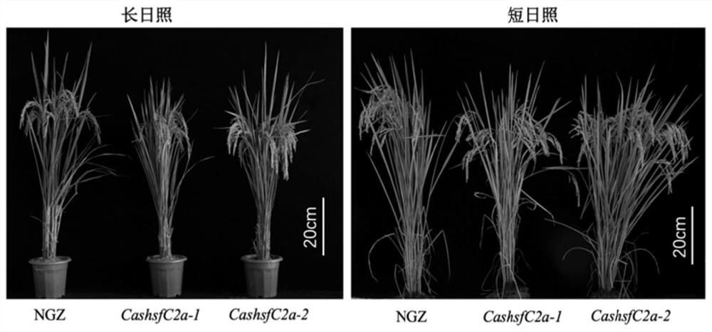 Method for advancing rice growth period and increasing yield by using mutant OsHsfC2a gene