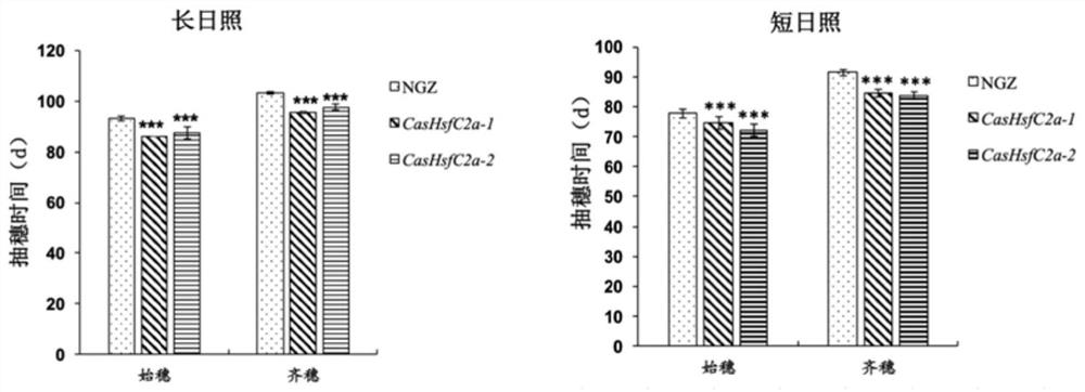 Method for advancing rice growth period and increasing yield by using mutant OsHsfC2a gene