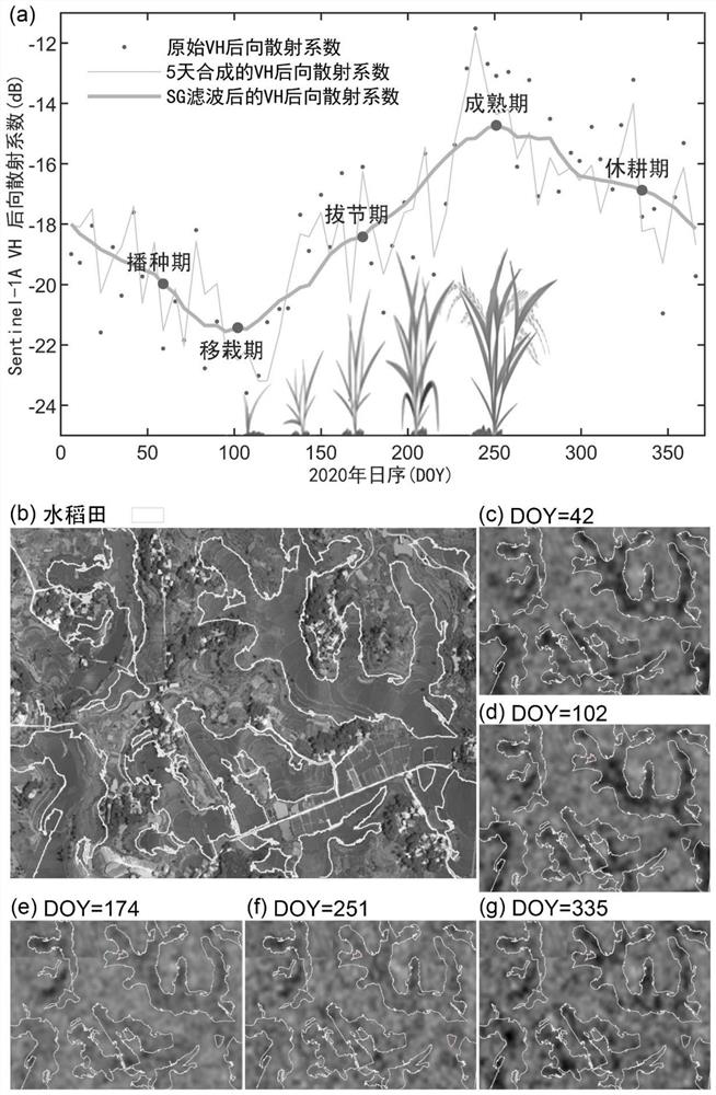 Single cropping rice SAR (Synthetic Aperture Radar) identification method for small and medium-sized fields in complex terrain environment