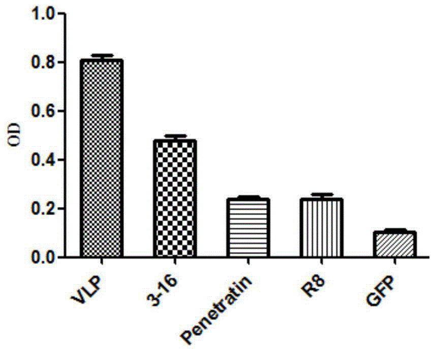 Protein transduction domain derived from fish nervous necrosis virus as well as preparation method and use of protein transduction domain