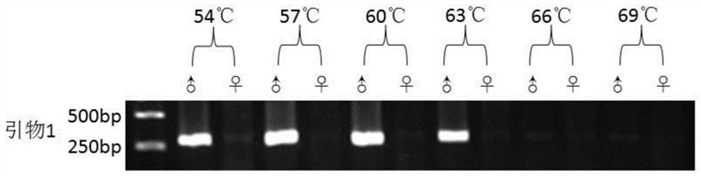 A rapid method for identifying sex-specific molecular markers and hereditary sex in rusty spot moth