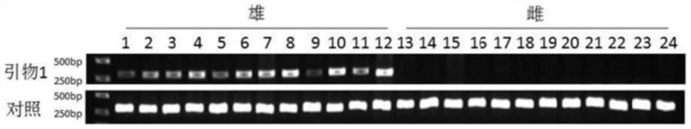 A rapid method for identifying sex-specific molecular markers and hereditary sex in rusty spot moth