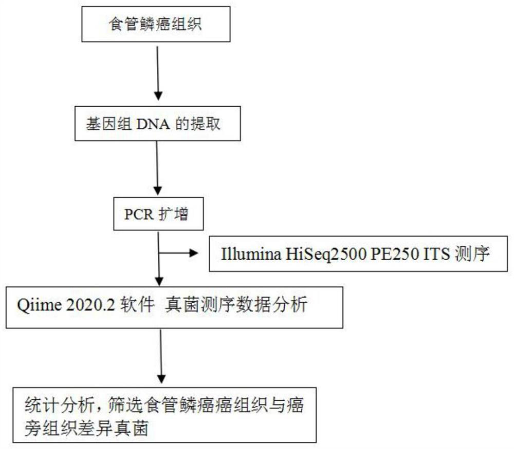 Fungus flora related to esophageal squamous cell carcinoma morbidity, and screening method and application of fungus flora