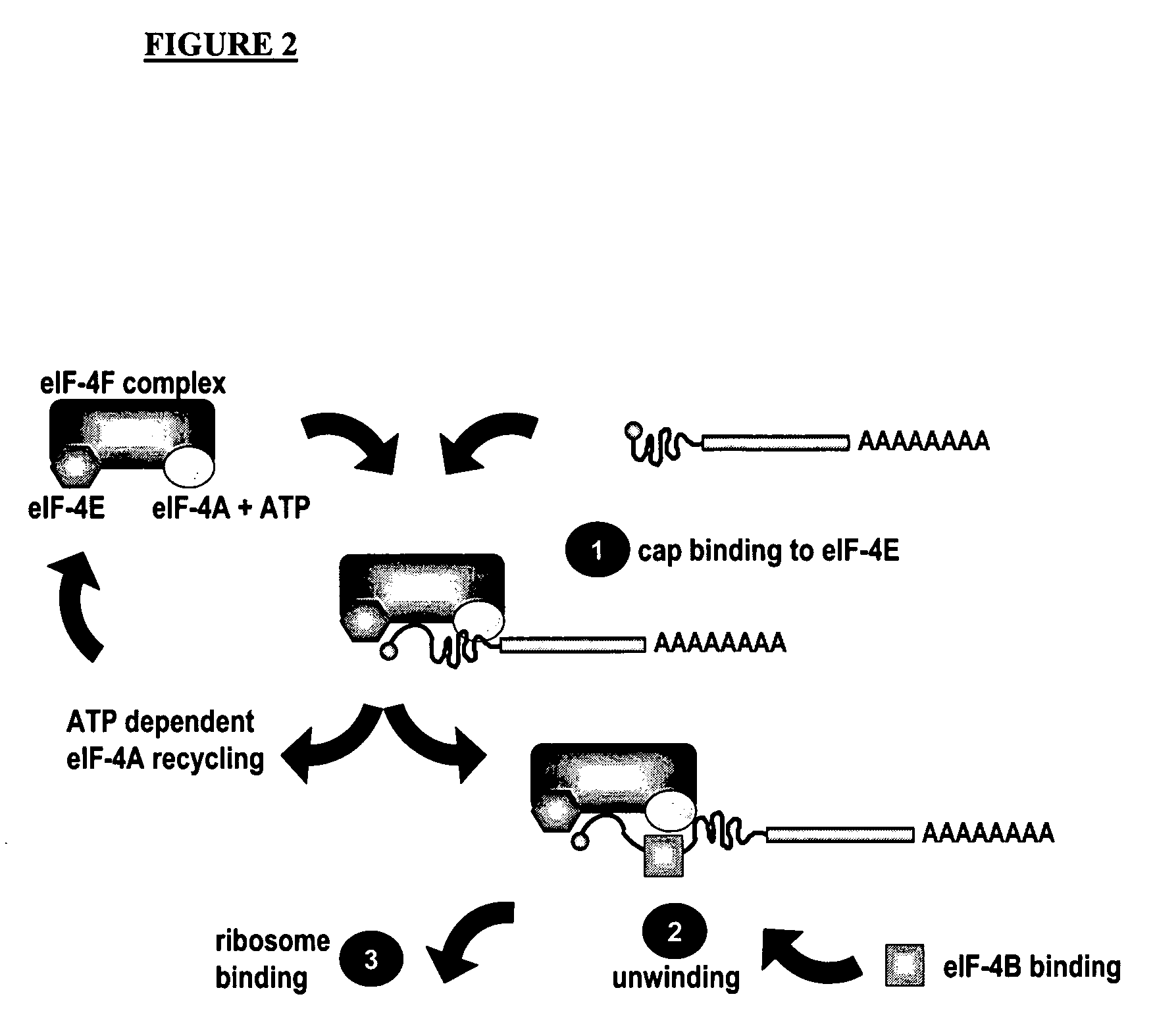 Conditionally replicating viruses and methods for cancer virotherapy