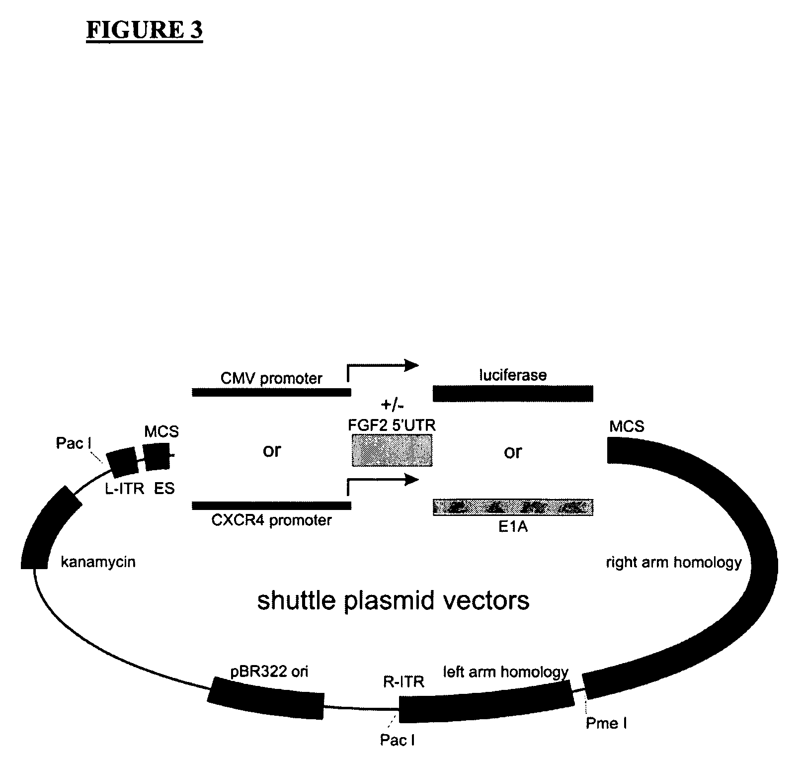 Conditionally replicating viruses and methods for cancer virotherapy