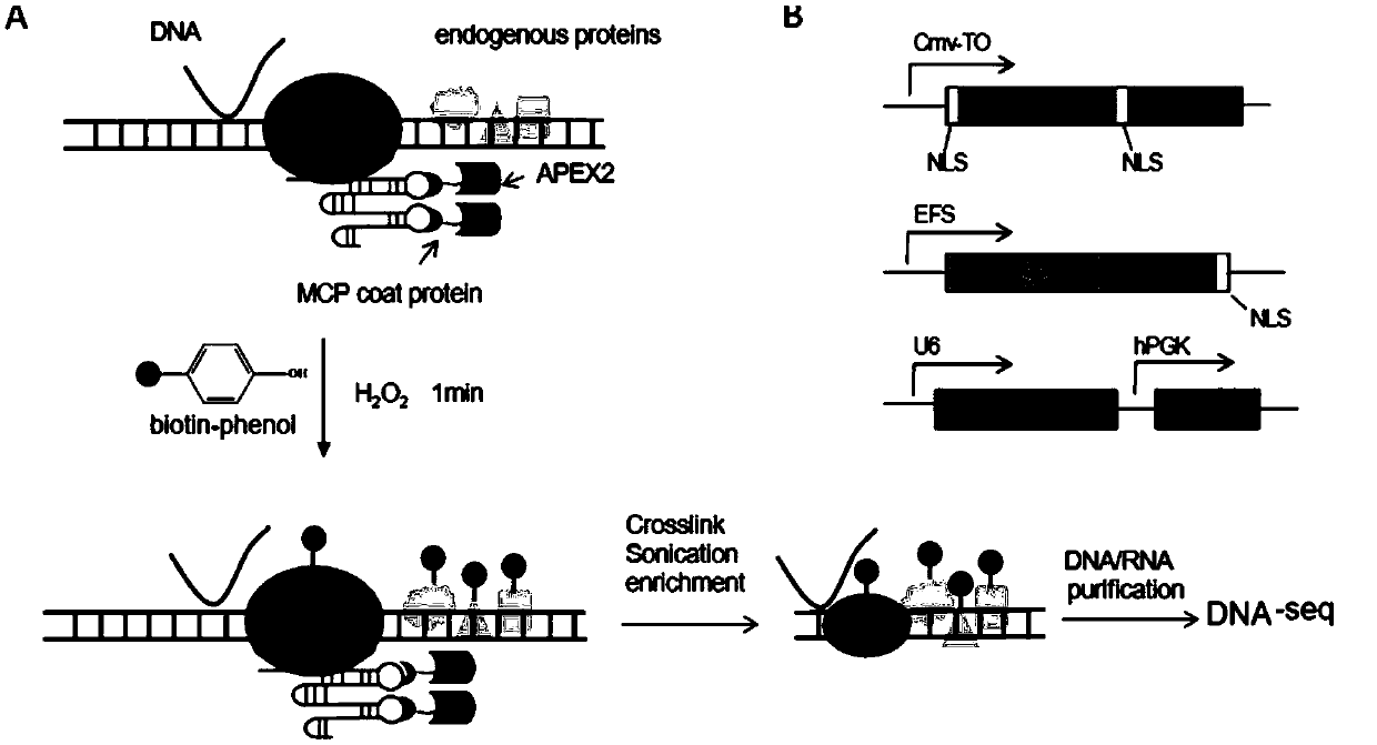 Method for identifying specific site interaction RNA based on CRISPR/cas9 and APEX2 system