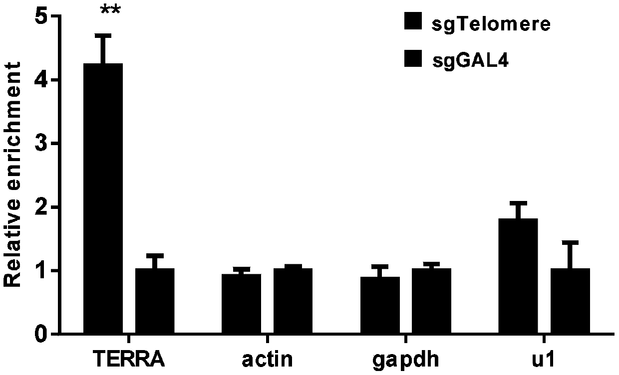 Method for identifying specific site interaction RNA based on CRISPR/cas9 and APEX2 system