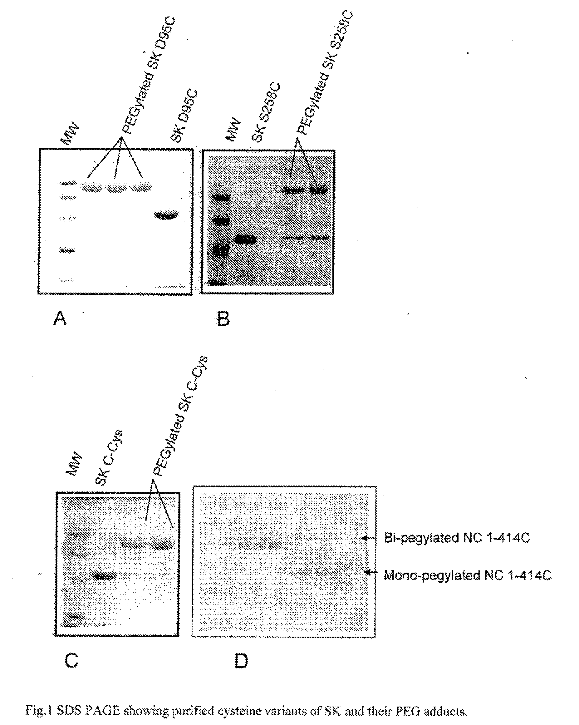 Mutants of streptokinase and their covalently modified forms