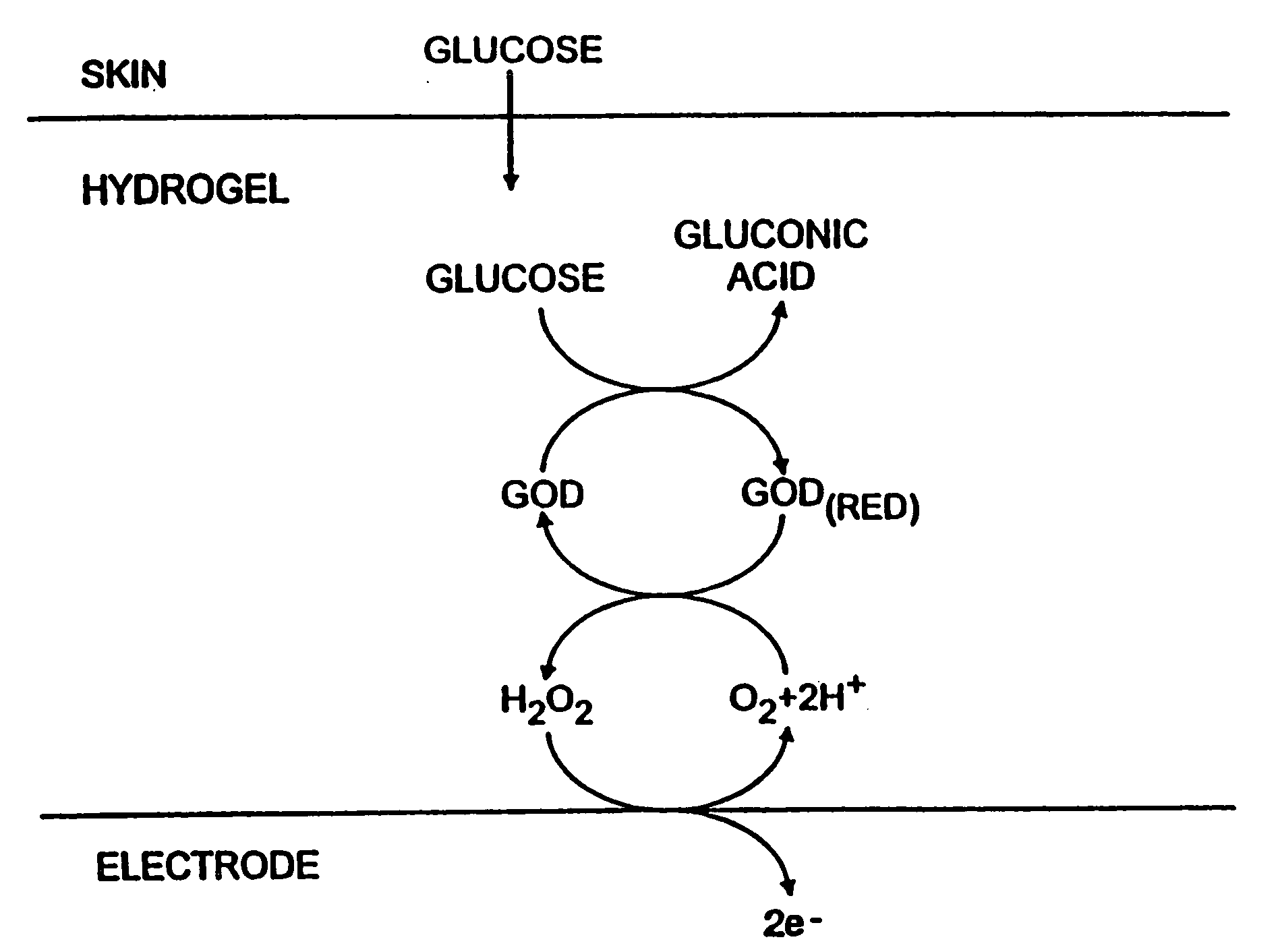 Biosensor and methods of use thereof