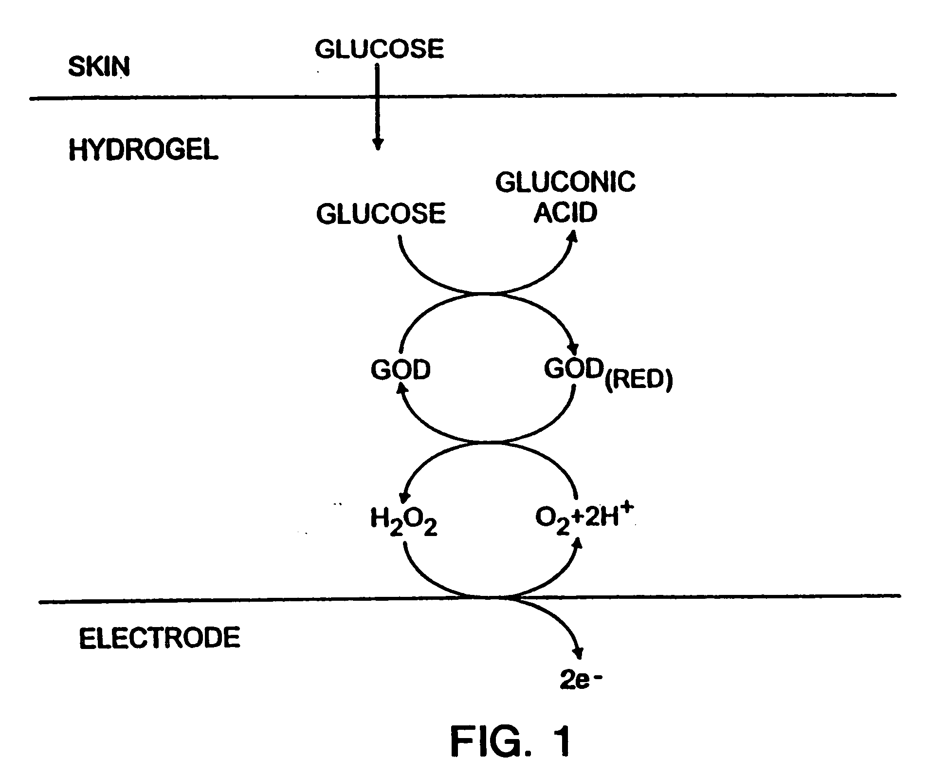 Biosensor and methods of use thereof