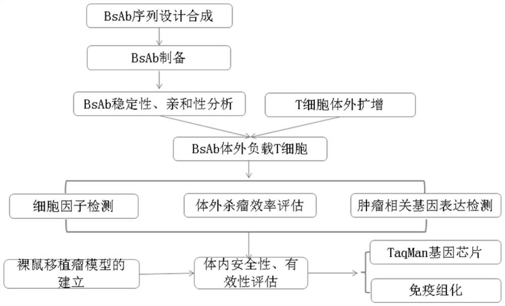 BsAb in-vitro loaded T cell